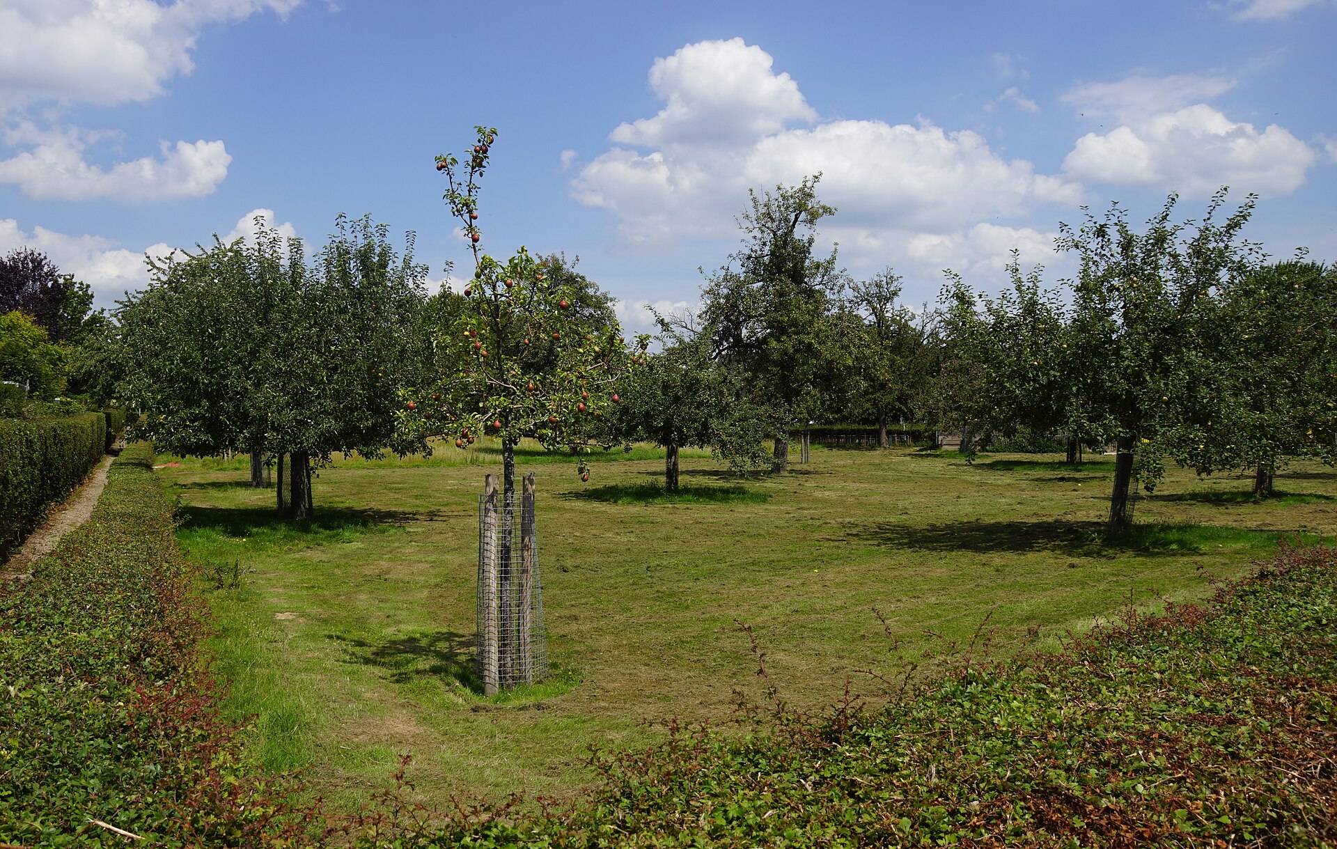 Boomgaard in Amby Zuid-Oost